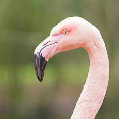 Image showing Closeup shot of pink flamingo