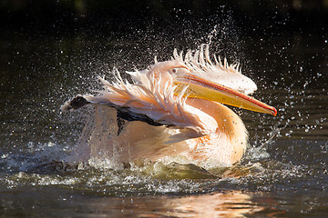 Image showing Pelican taking a refreshing