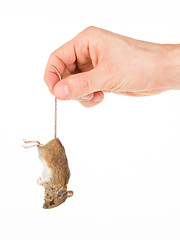 Image showing Hand holding a dead mouse, isolated