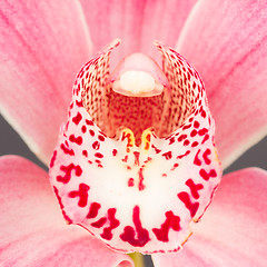 Image showing Colorful pink orchid