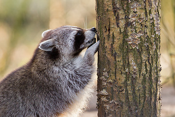 Image showing Adult raccoon at his nest