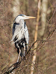 Image showing Great Blue Heron resting in a tree