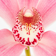 Image showing Colorful pink orchid