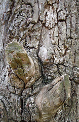 Image showing Close up of tree bark