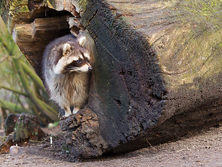 Image showing Adult raccoon at his nest