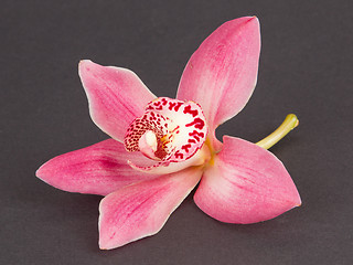 Image showing Colorful pink orchid