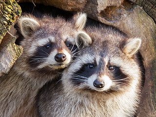 Image showing Adult raccoon at his nest