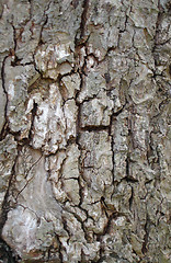 Image showing Close up of tree bark