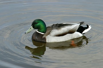 Image showing Duck in lake