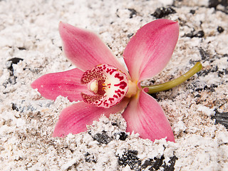 Image showing Colorful pink orchid