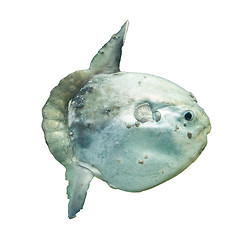 Image showing Ocean sunfish (Mola mola) in captivity