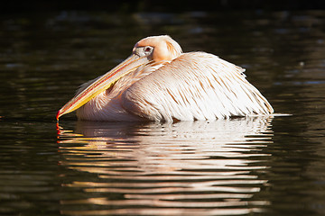 Image showing Pink pelican in the water