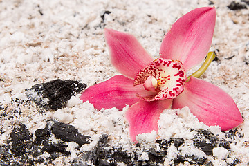 Image showing Colorful pink orchid