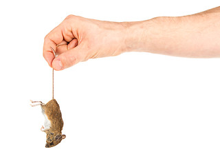 Image showing Hand holding a dead mouse, isolated