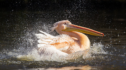 Image showing Pelican taking a refreshing