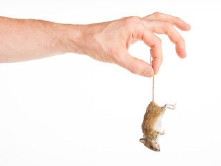 Image showing Hand holding a dead mouse, isolated