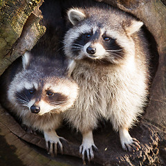 Image showing Adult raccoon at his nest