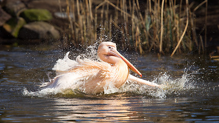 Image showing Pelican taking a refreshing