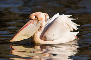 Image showing Pelican taking a refreshing