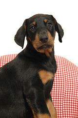 Image showing Puppy and chair