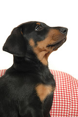 Image showing Puppy in profile