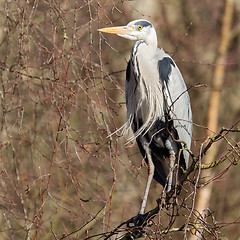 Image showing Great Blue Heron resting in a tree