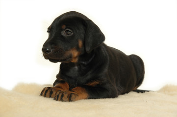 Image showing Puppy resting