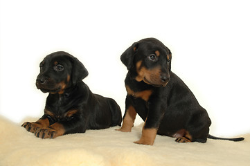 Image showing Two sweet puppies