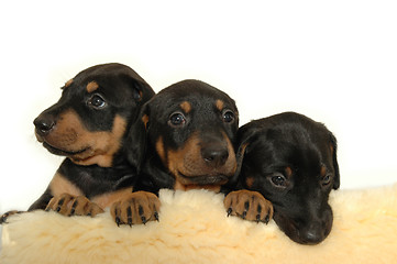 Image showing Puppies