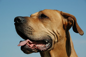 Image showing Dog in profile