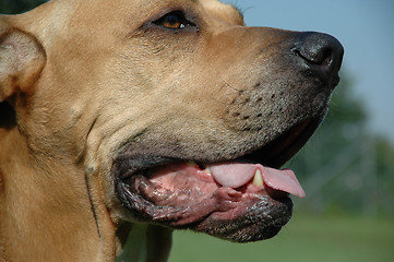 Image showing Dog in profile.