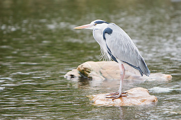 Image showing Great blue heron standing on a rock