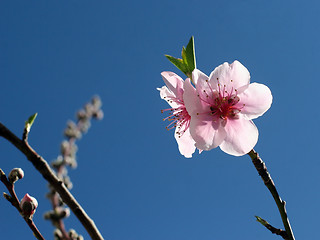 Image showing Peach blossom