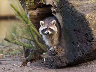 Image showing Adult raccoon at his nest