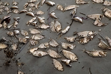 Image showing Dead fish