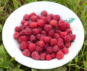 Image showing Ripe raspberry had just collected from the bush