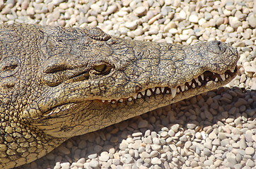 Image showing Croc