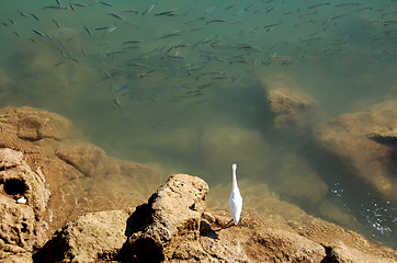 Image showing Waiting for Dinner