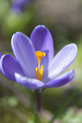 Image showing Purple Crocus