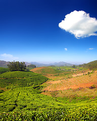 Image showing mountain tea plantation in India