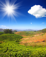 Image showing mountain tea plantation in India