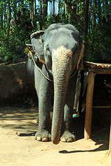 Image showing elefant