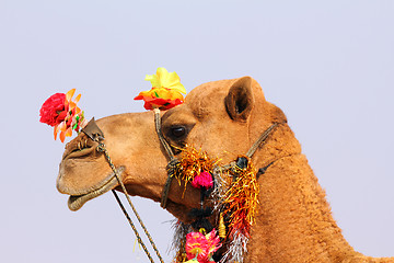 Image showing camel during festival in Pushkar