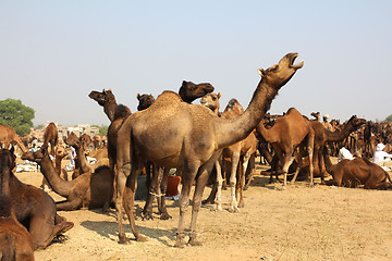 Image showing camels during festival in Pushkar