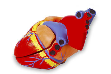 Image showing Model heart for medical demonstration