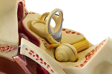 Image showing Ear anatomy