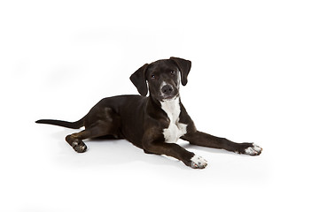 Image showing Black Labrador puppy