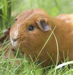 Image showing Ginger guineapig