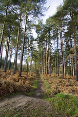 Image showing Woodland path