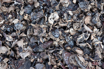 Image showing mushrooms drying in the sun